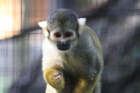 Three Squirrel Monkeys Were New To The Zoo In 2012 Blank Park Zoo