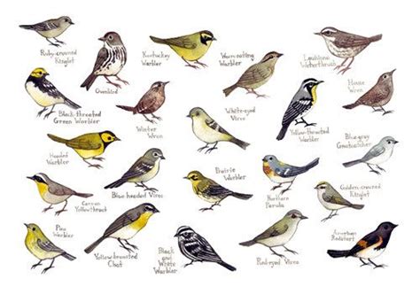 Warblers Field Guide Art Print Watercolor Painting Wall Art