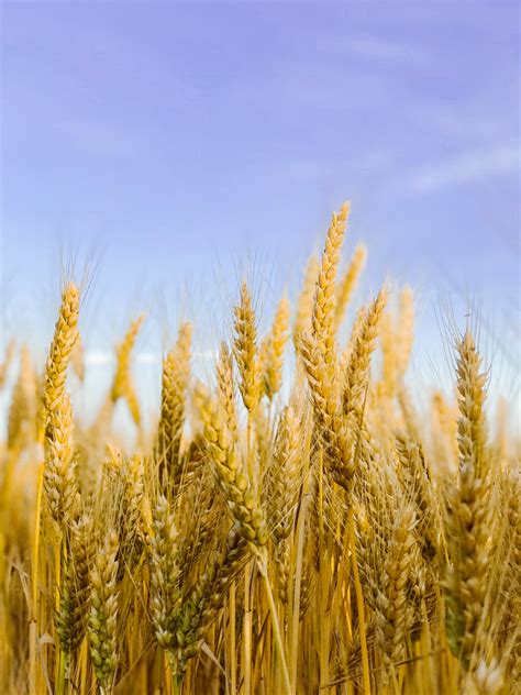 Brown Wheat Field Under Blue Sky · Free Stock Photo