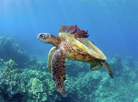 Sea Turtle Underwater Photograph By Mm Sweet Fine Art America