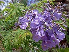 Jacaranda | Purple-Flowering, Shade-Loving, Ornamental | Britannica