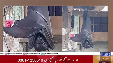 Human Sized Bat In The Philippines Goes Viral On Social Media Youtube