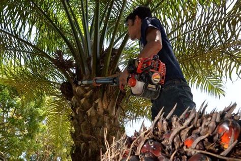 Bountiful Harvest For Oil Palm Planters The Star