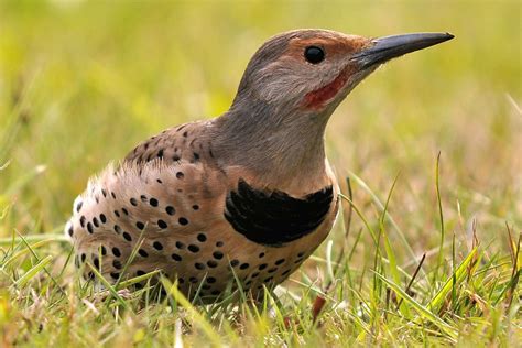 Baby Woodpecker Identification