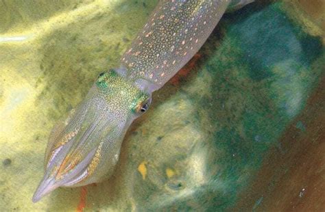 New Genetic Editing Powers Discovered In Squid Heritagedaily