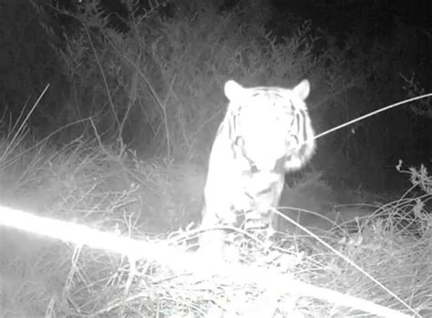 Escaped Bengal Tiger Has Eaten Cows And Horses As Hunt Intensifies To