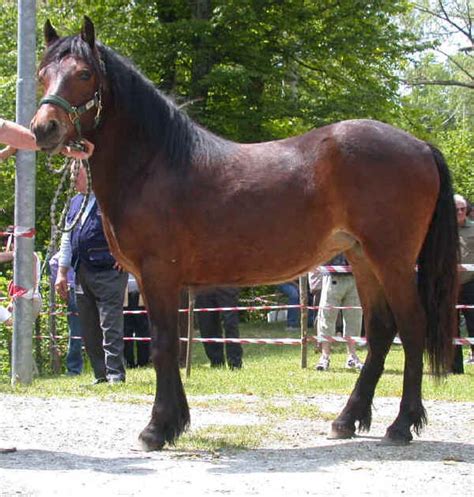 Italian Breeds Of Horses The Bardigiano Horse