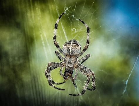 Dude, a black widow bite could kill you.where ever it bites you the tissue immediately starts to die.look up what do black widow spider bites look like on google.it will scare you straight my friend :d you need to call an exterminator especially if you have seen more than 2 around your house. How to Identify and Treat Spider Bites - PF Harris