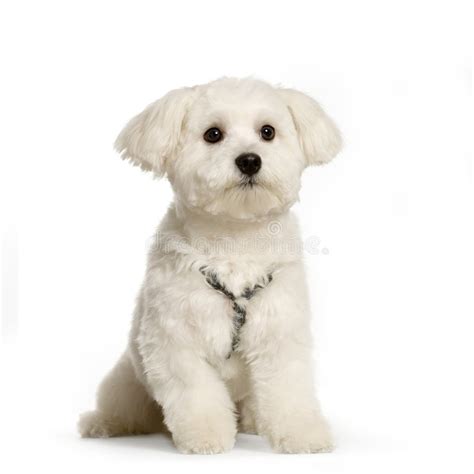 Pedigree Maltese Dog Stock Photo Image Of Female Pedigree 29409492