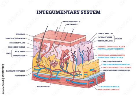 Integumentary System With Epidermis Surface Layer Structure Outline