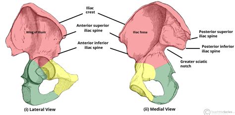 The Ilium The Ilium Is The Widest And Largest Of The Three Parts Of The