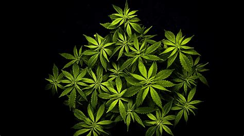 Weed Wallpaper Kolpaper Awesome Free Hd Wallpapers