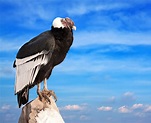 Wildlife in Chile: Where to see a Condor