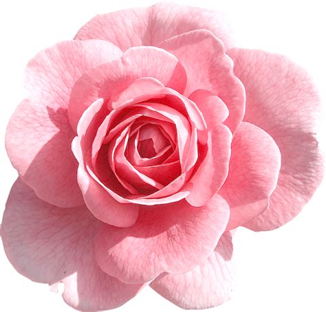 Pink Rose Transparent Png Png Svg Clip Art For Web Download Clip Art