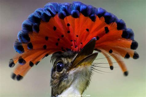 Male Royal Flycatcher What A Beautiful Crest