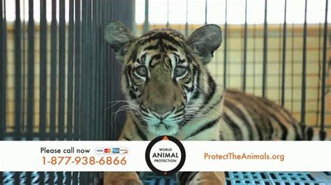 World Animal Protection Tv Spot Young Animals Ispottv