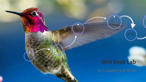 Beaks of finches lab answer key download or read online ebook beaks of finches regents lab answer . Bird Beak Lab by Courtney Carlson on Prezi Next
