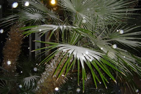 Snow Covered Palm Tree It Was The First Time It Snowed In Flickr