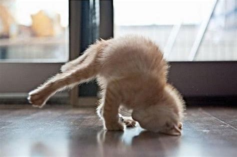 Cat Handstand By Sharlene Cat Yoga Cats Funny Cats
