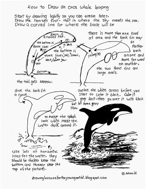 How To Draw Worksheets For The Young Artist How To Draw A Leaping Orca