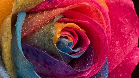 Multicolor Flowers Water Drops Macro Roses Wallpaper 1920x1080