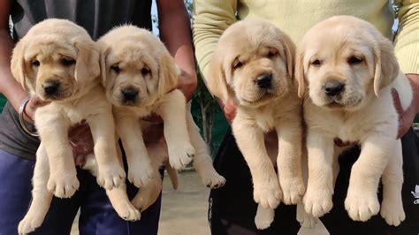 How Much Is A Labrador Puppy In India