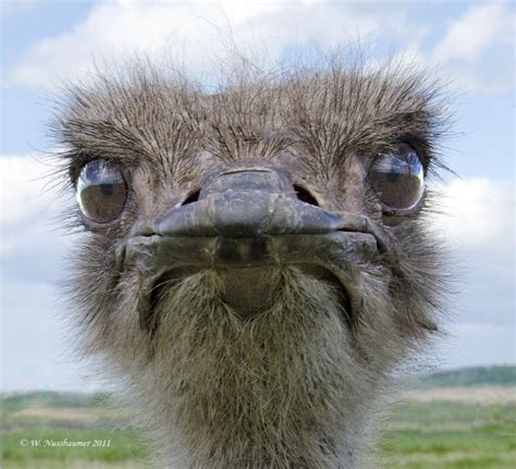 17 Best Images About Ostrich Funny Faces ~~ On Pinterest Make Me