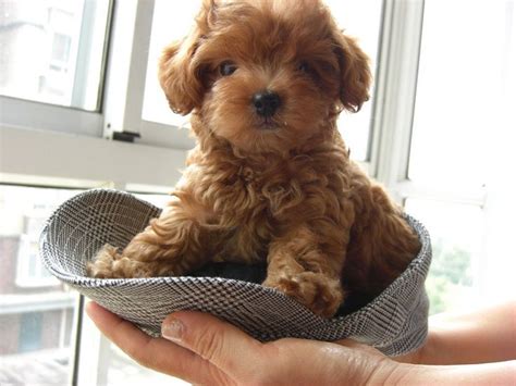 Top 10 Cutest Small Dog Breeds Toys Toy Poodles And Puppys