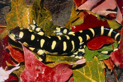 Barred Tiger Salamander Stock Image Z Science Photo Library
