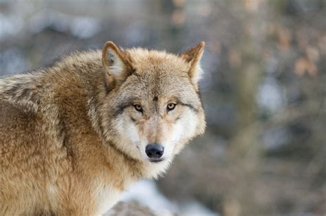 Tibetan Wolf Facts Habitat Behavior Lifespan And Pictures