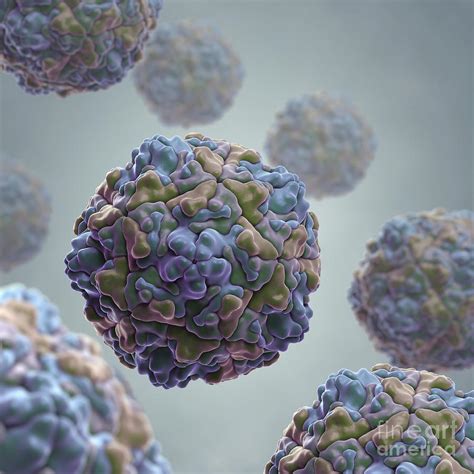 Echo Virus Photograph By Science Picture Co Fine Art America