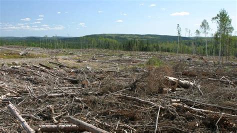 Petition · Stop Deforestation And Clear Cutting In The Boreal Forest