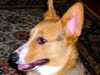 Visit our website today to book an appointment to look for you new puppy pal. California Corgi Rescue ― ADOPTIONS ― RescueMe.Org