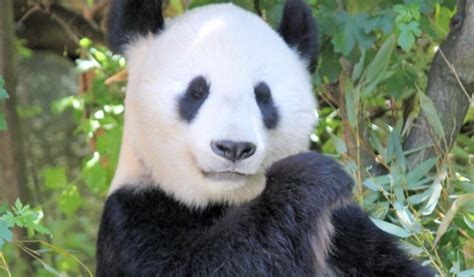 Giant Pandas Were Flesh Eating Carnivores And Now Are Vegetarians