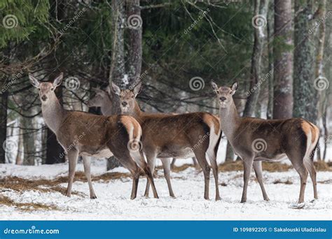 Three Magnificent Deer Herd Of Adult Great Female Deer Cervus Elaphus