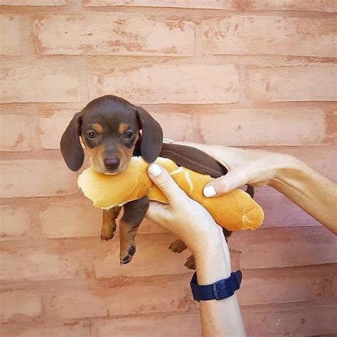 10 Adorable Sausage Dog Pics To Put A Smile On Your Face