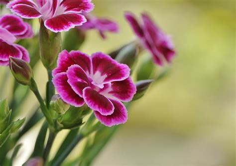 Planting the seeds once can give you many years of. The History of Carnations | Blooms Today