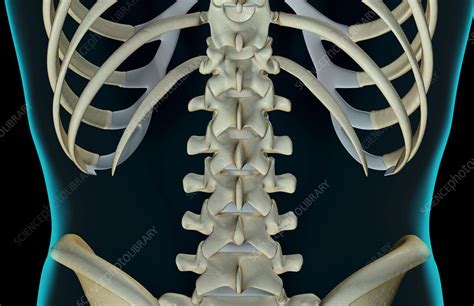 It would be my back. The bones of the lower back - Stock Image - F001/5005 ...