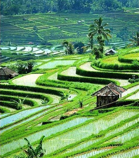 Ubud Bali Indonesia Holidayspots4u Ubud Places To Visit Travel