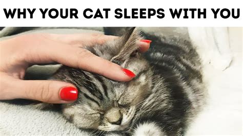 Thats Why Your Cat Sleeps With You Youtube