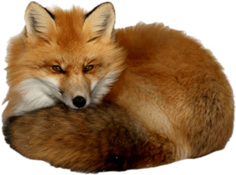 Red Gambar Fox Transparans Png Play