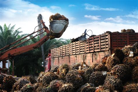 Malaysian palm oil's versatility can be seen across diversities of food, culture, and society. Malaysian palm oil giant IOI suspended from RSPO | News ...