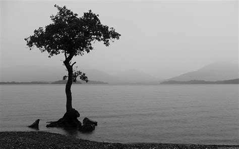 Hd Wallpaper Photography Black And White Earth Lake Lonely Tree