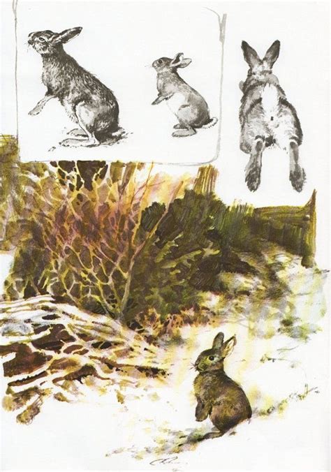 Vintage Rabbit Drawing Fall Colours Woodland Decor Winter Etsy