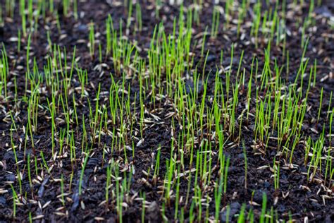 Spring Seeding Pitfalls • Chippers Inc