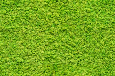 500 Moss Texture Pictures Hd Download Free Images On Unsplash