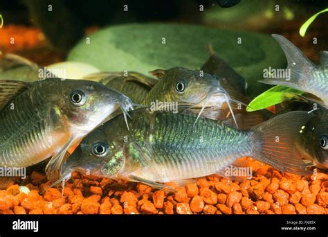 High Fin Brochis Emerald Catfish Corydoras Splendens Brochis