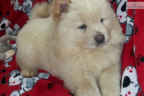 Meet Jasper A Cute Chow Chow Puppy For Sale For 900 Akc Cream Male