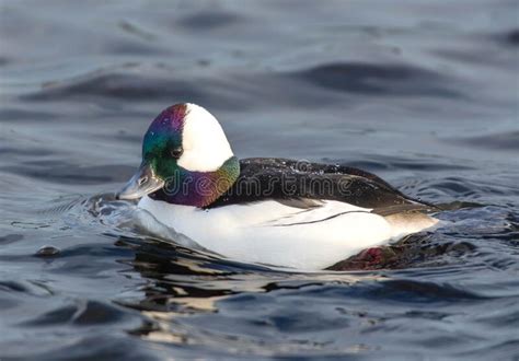 Bufflehead Male Bucephala Albeola Swimming In The Water Close Up In