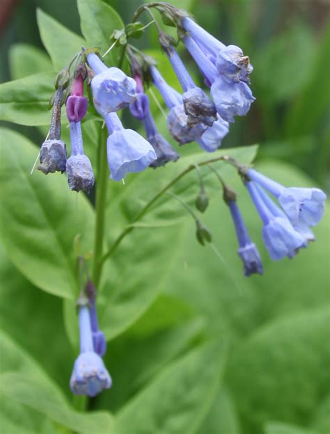 Plant Of The Week Virginia Bluebells Mertensia Virginica